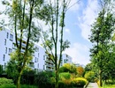 Większość Polaków kupując mieszkanie do życia zwraca uwagę na jakość powietrza i bliskość zieleni